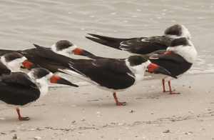 Black Skimmer - Rynchops niger